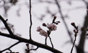 ソメイヨシノ